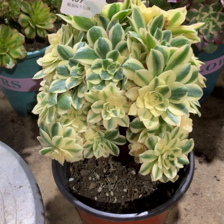 459多肉植物一颗包邮