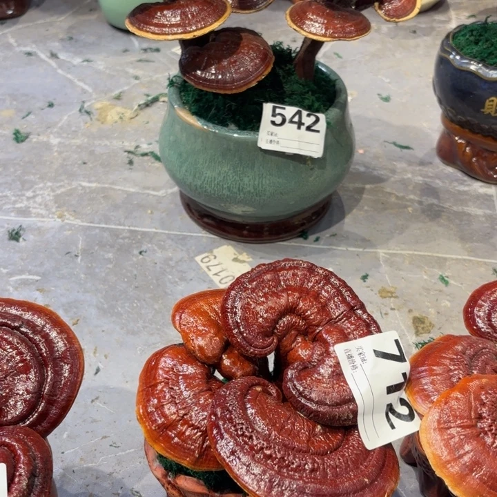 馨***姐灵芝8888888888888888