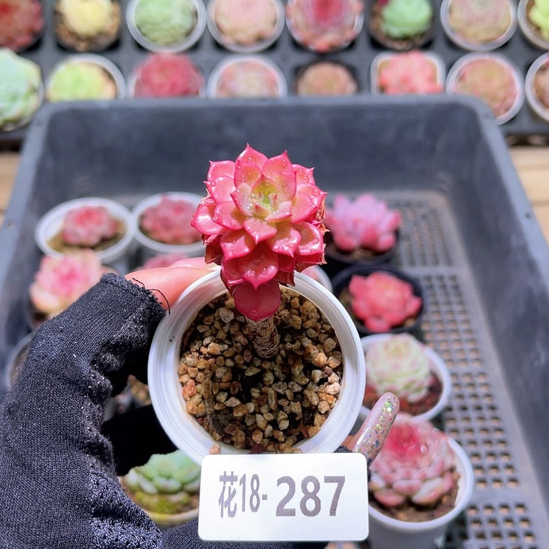 花利美18-287新品单头