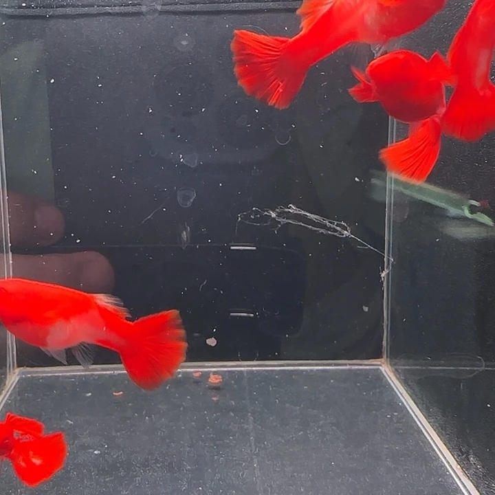 海水通背包肚分水3对