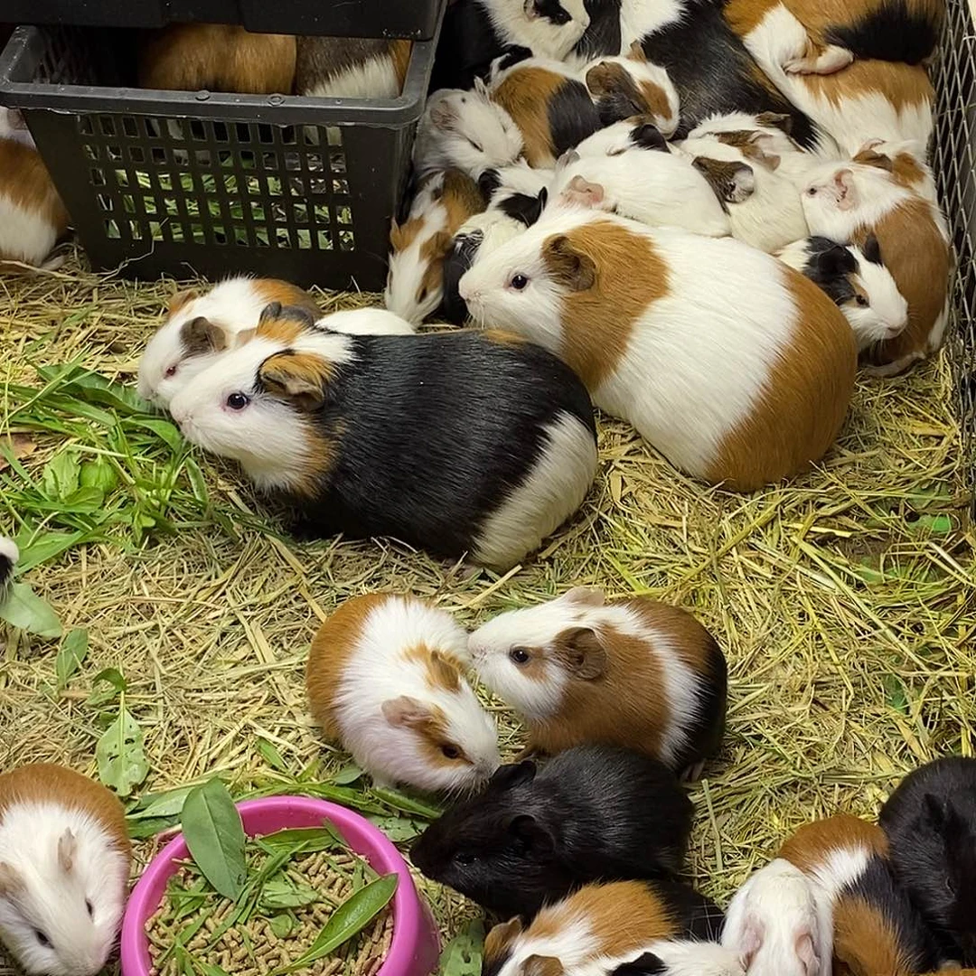 豚鼠直播间选好截图发