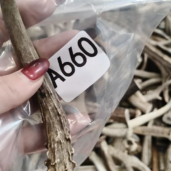 顺***子鹿角鹿角鹿角鹿角鹿角