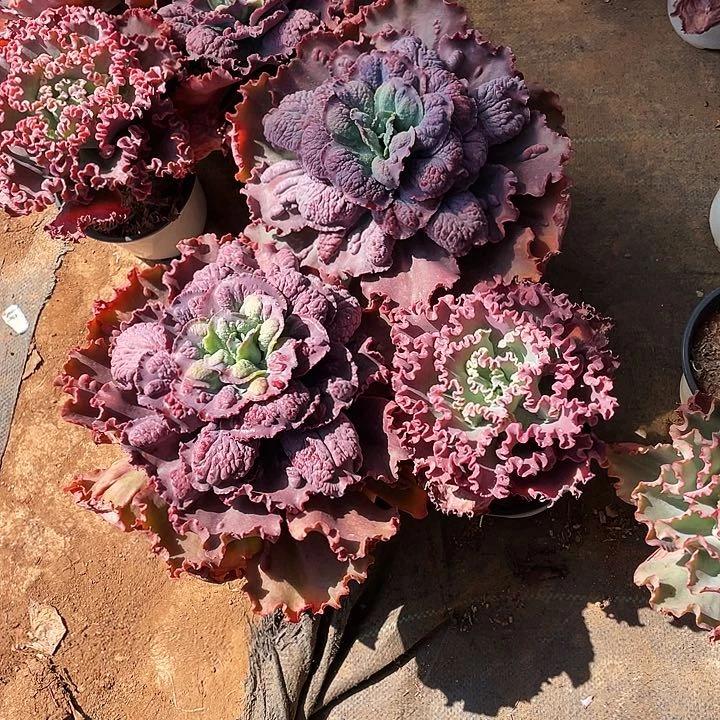 蓝**云多肉植物两个嘉带赠品 3棵