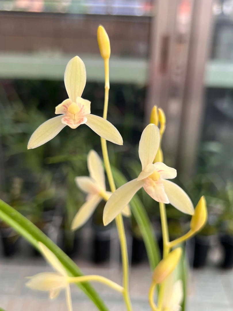 建兰·皇妃（辨识度高）