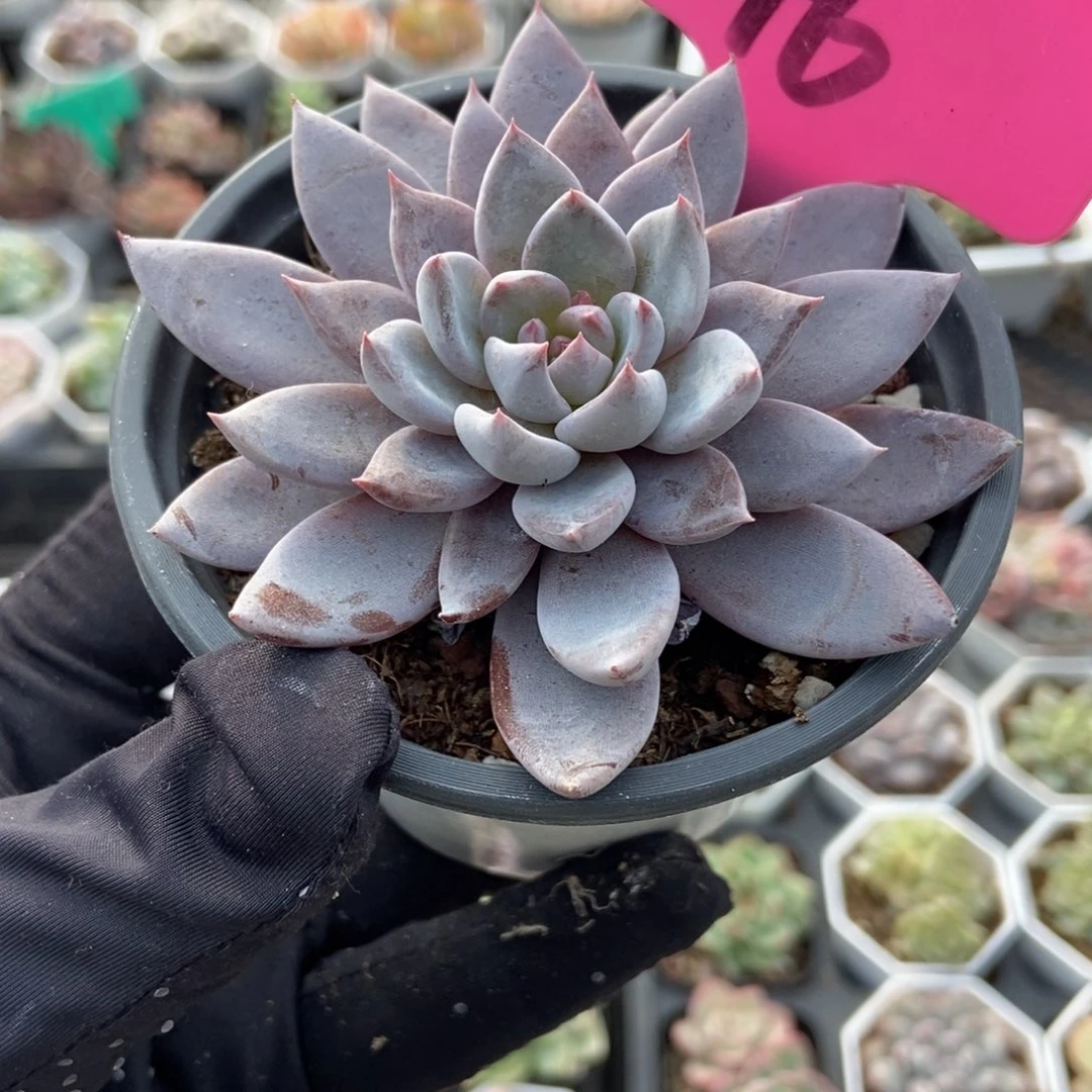 46青轨多肉植物多肉