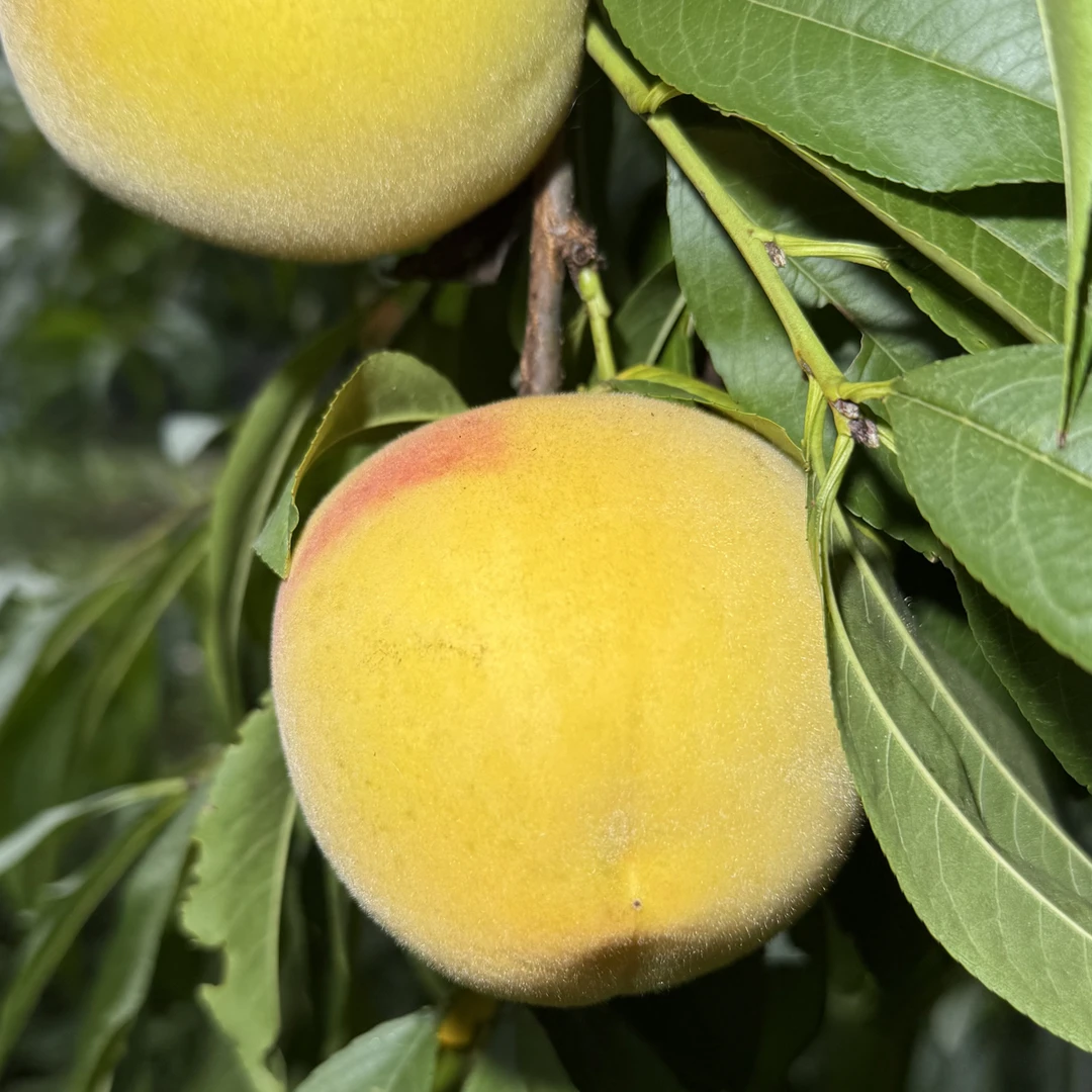 高师傅现采高山露天黄桃