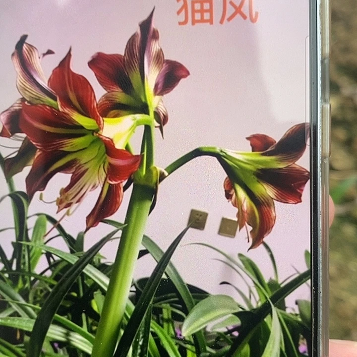猫凤朱顶红3厘米，