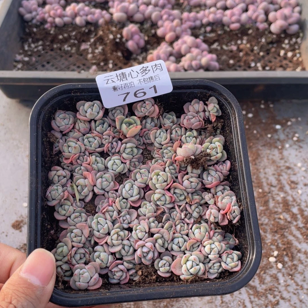云糖心多肉植物761