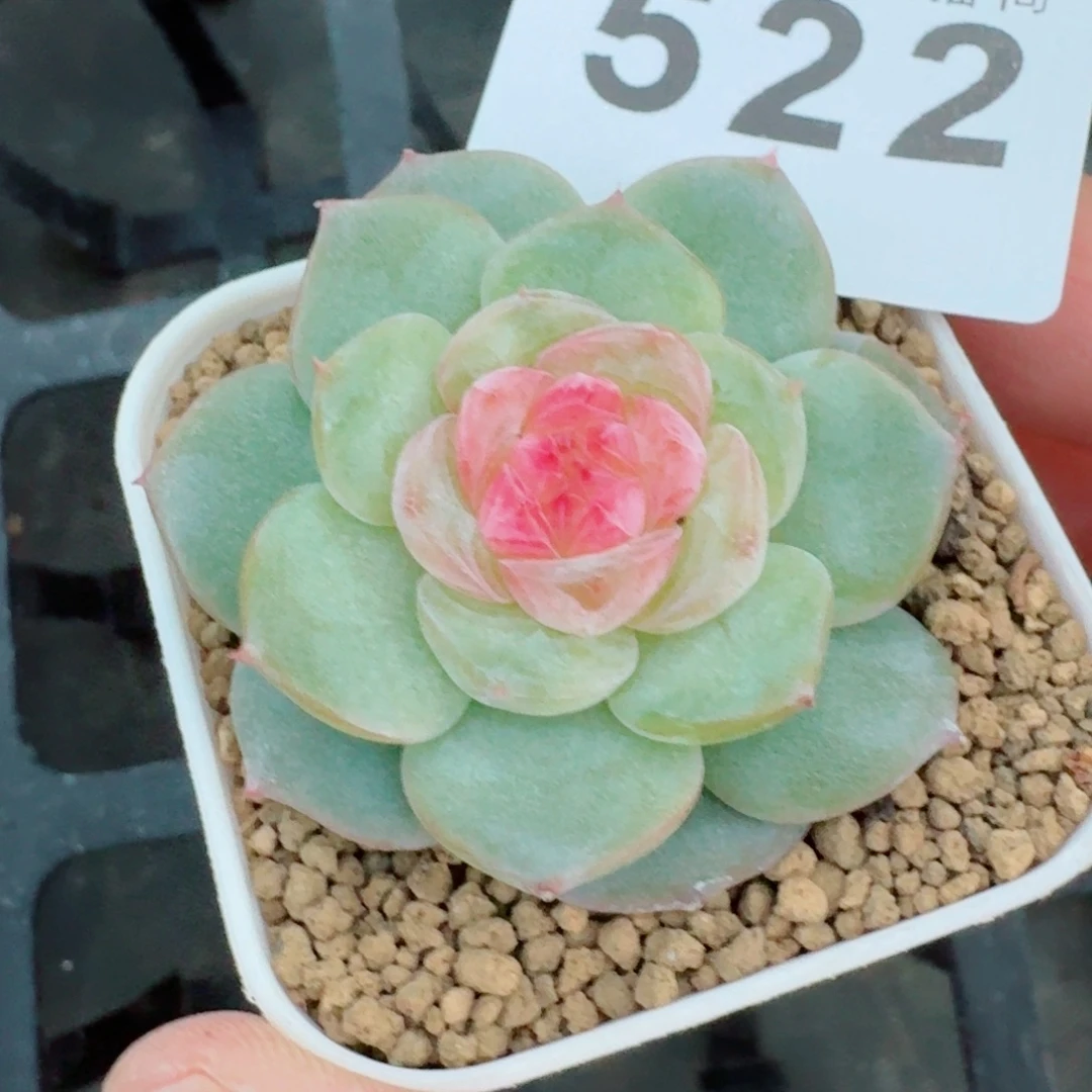 桃花红            精美多肉植物