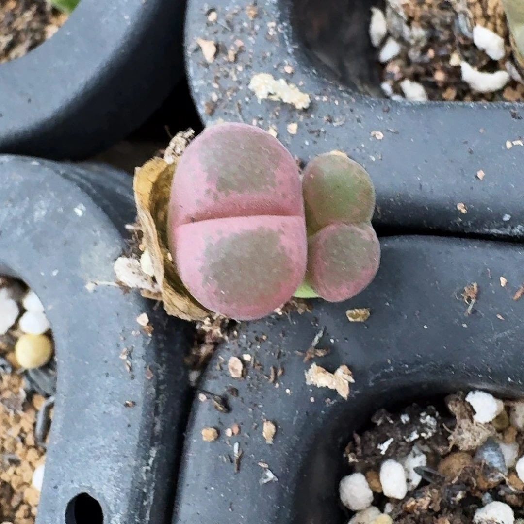 无花朵劳****?多肉植物243