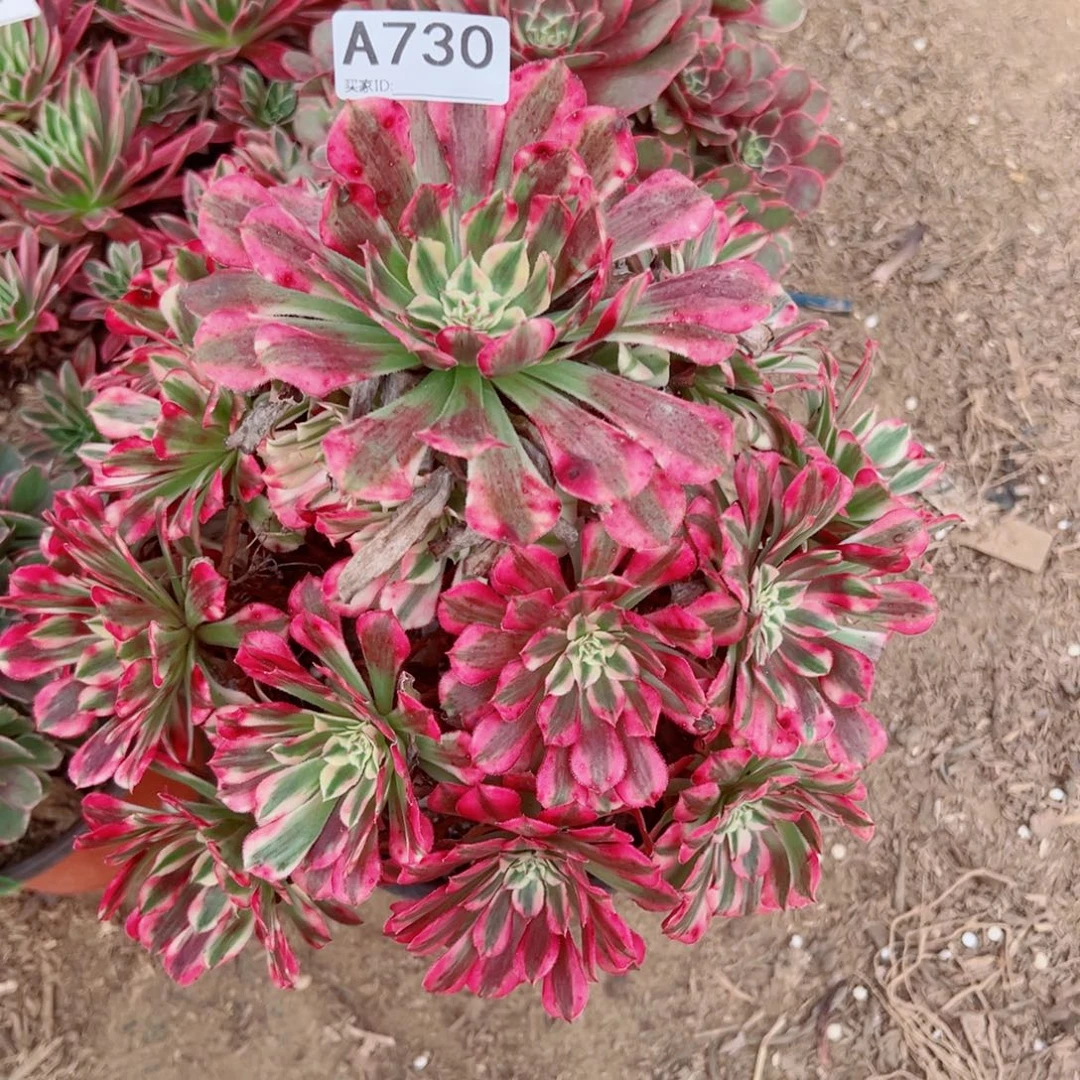 730红铜白多肉植物法师