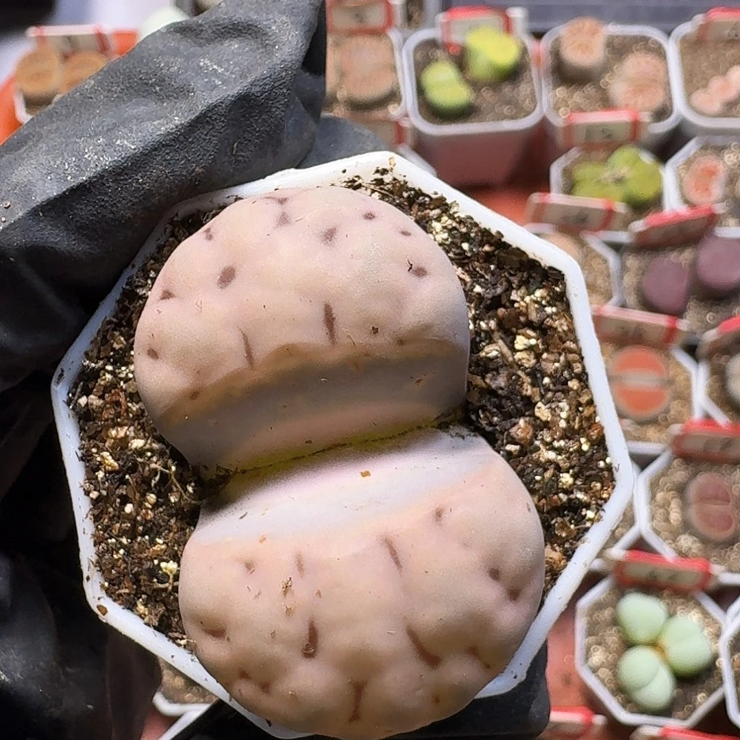 -***-生石花23:：：。  218