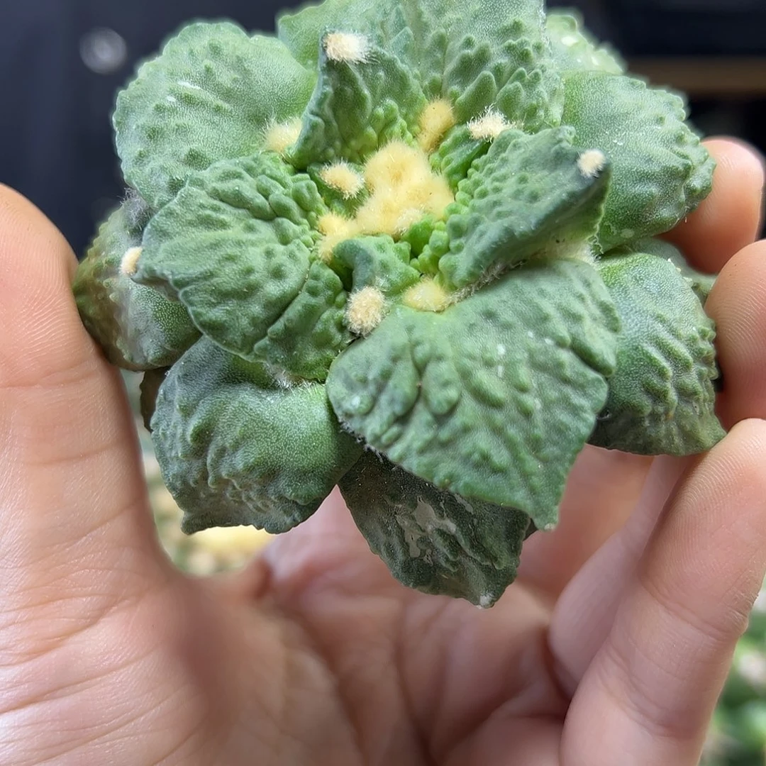 晚5号根芽皱尤怒涛7.7公分