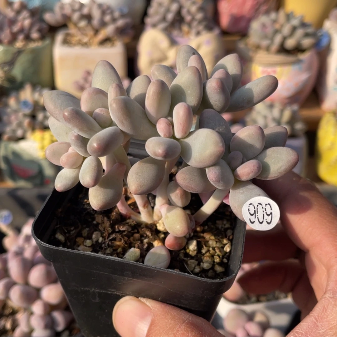 白兰地多肉植物啊啊