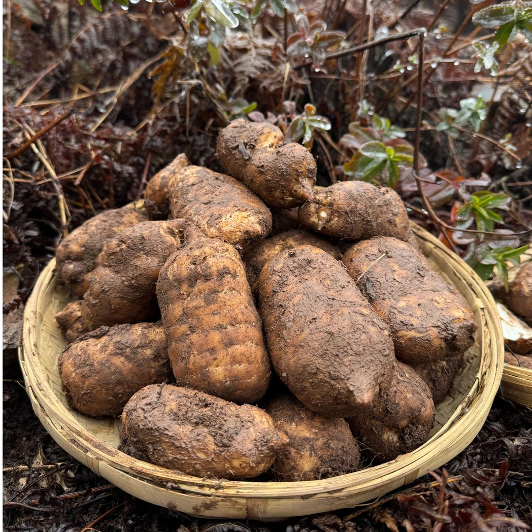 十年种一茬~雪山仿野生乌天麻~乌天麻~昭通小草坝核心产地！