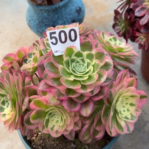 500玉姿20厘米左右