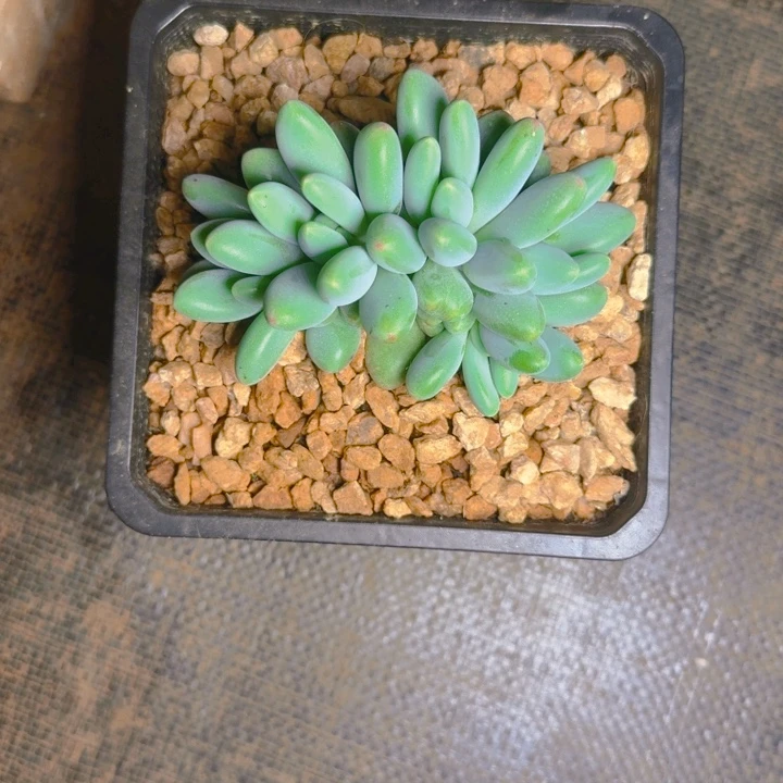萌***宇萌萌雨发货111111111111