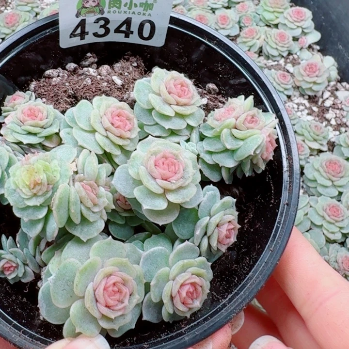 梅***当多肉植物多肉植物