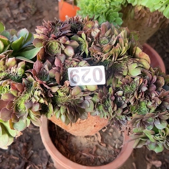 丽***华多肉植物一个万追029