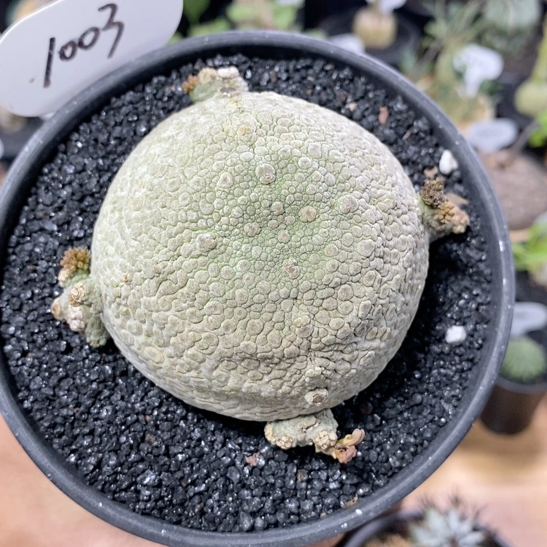 1003号实生凝蹄玉7.2cm