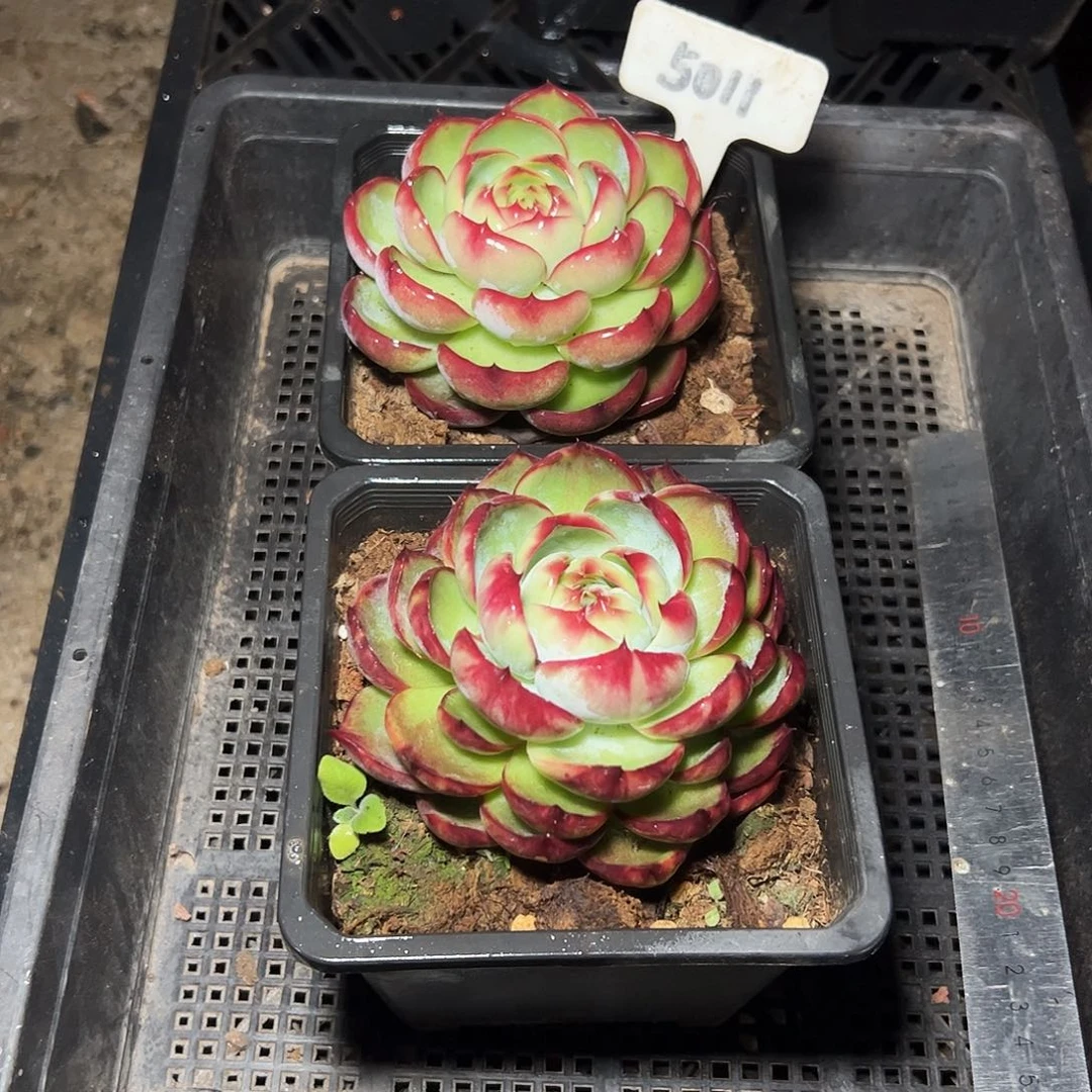 惊鸿仙子两颗5011号