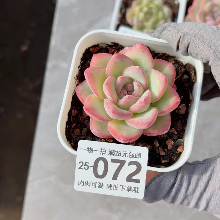 泡芙多肉无盆土发货无