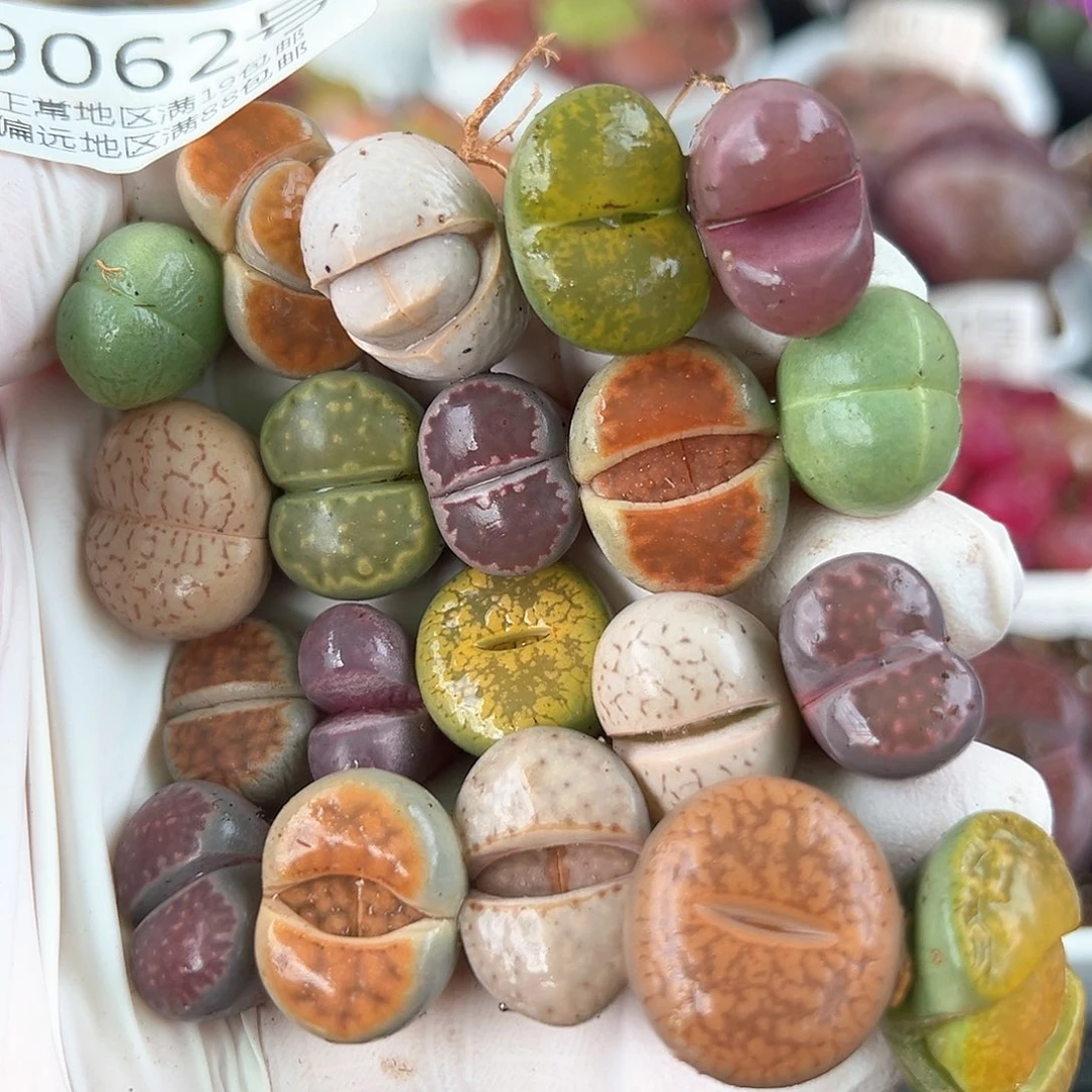 好养易活生石花大母本9062共20颗