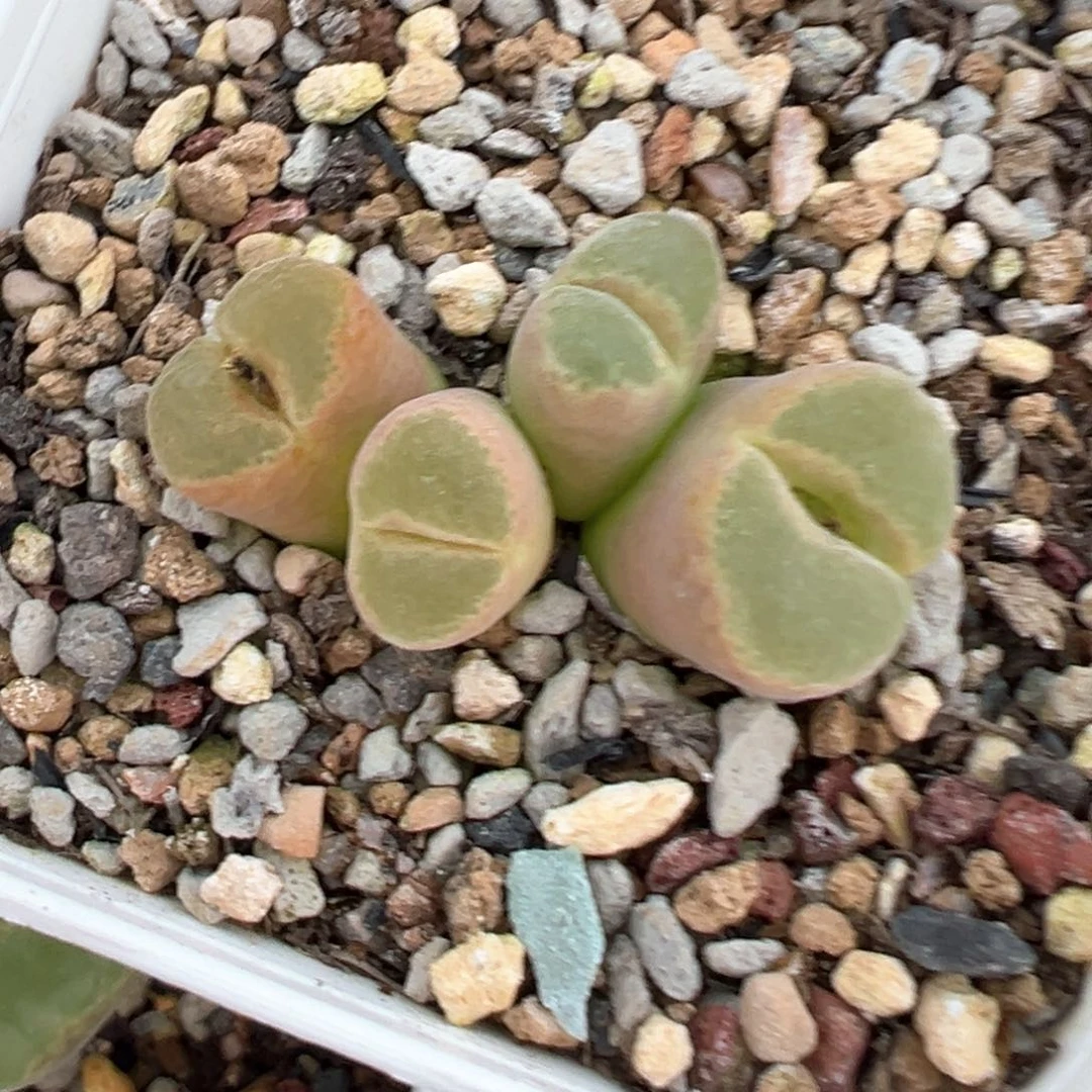 薄****薄荷糖 肉锥植物