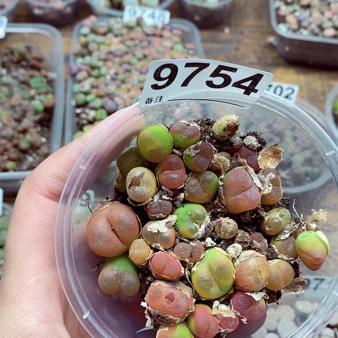 9754水蜜桃啦啦啦大