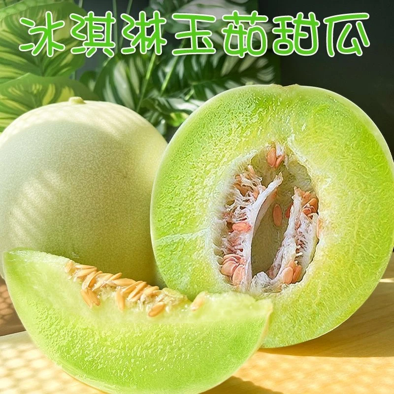 【青春专属】正宗山东头茬玉菇甜瓜香甜可口新鲜采摘产地直发