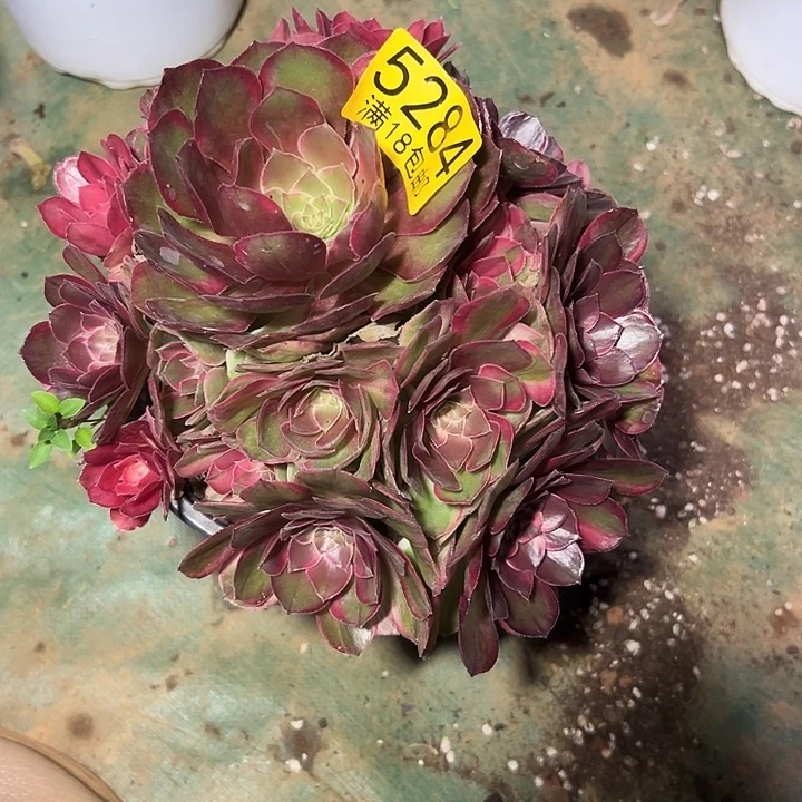 ****煜284 优质多肉法师锦