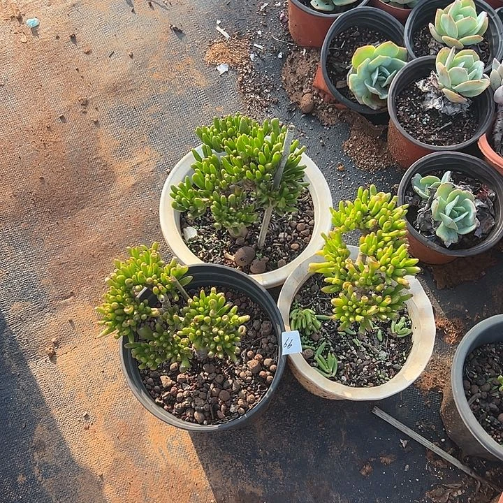 海*?多肉植物实物99