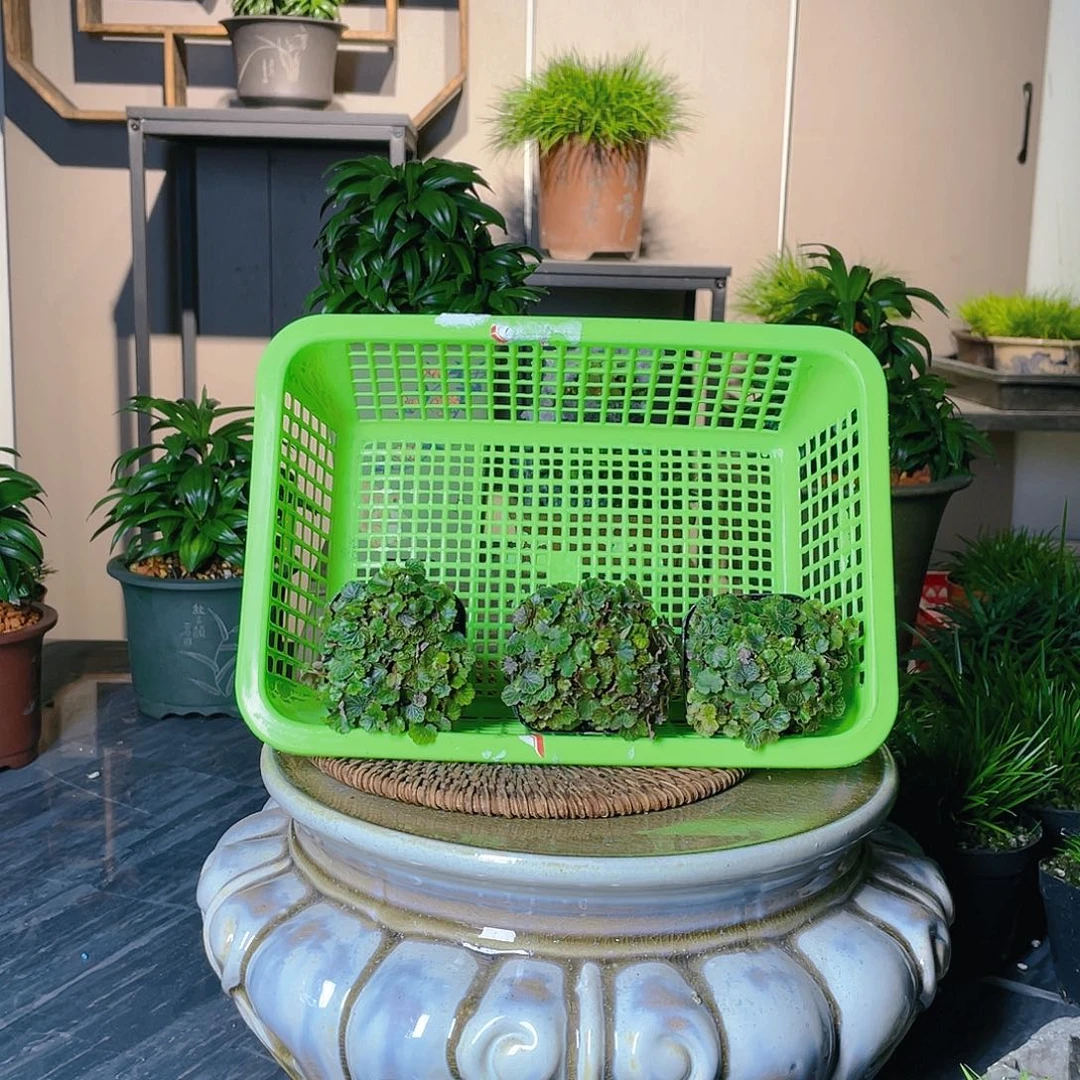 【闪购商品】不开花植物