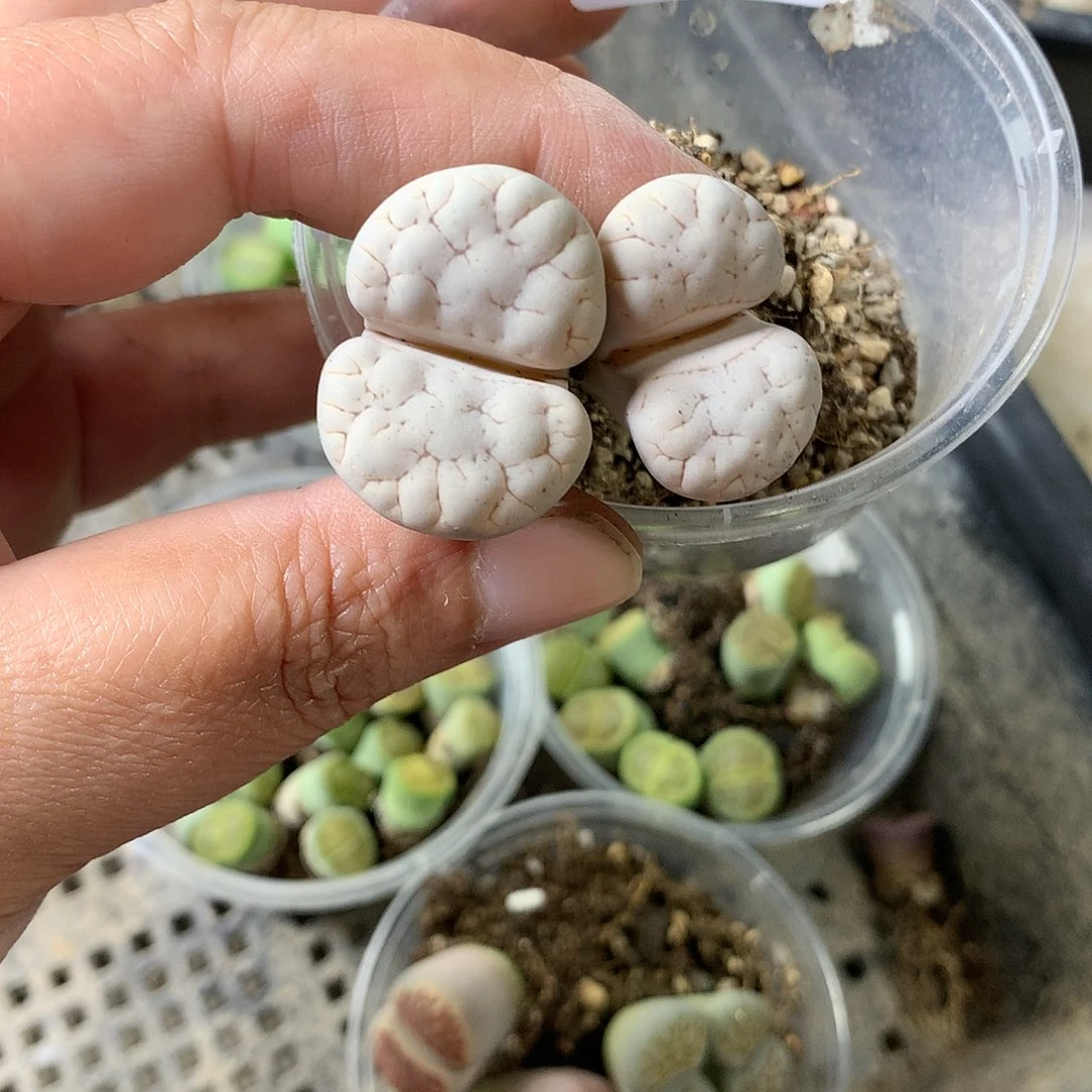K194多肉植物保护