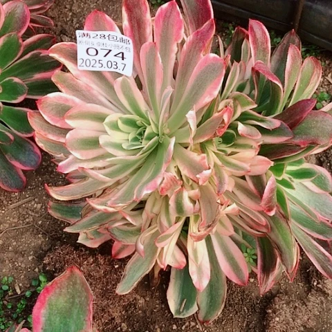 3.7-74皇后多肉植物