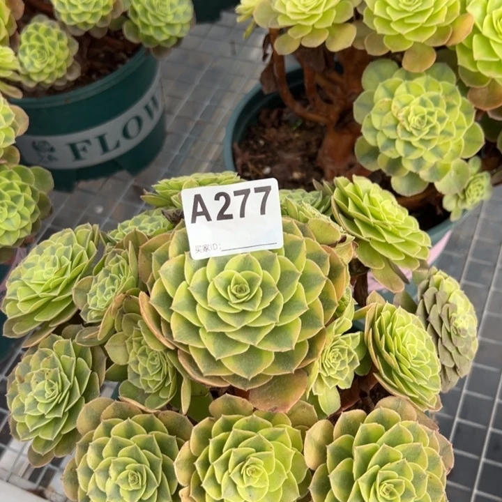 277雨荷22厘米左右