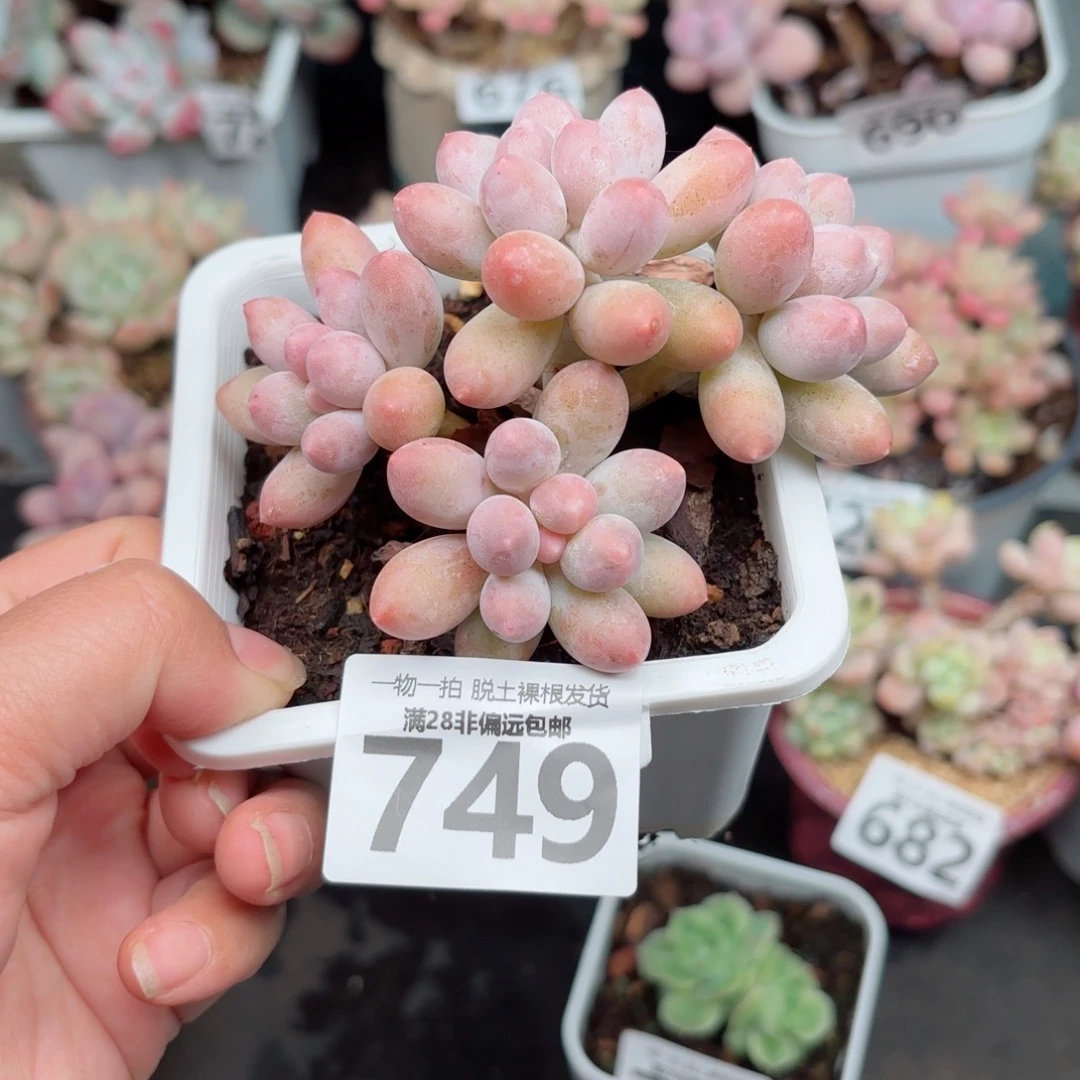 汤圆老桩无盆土发货