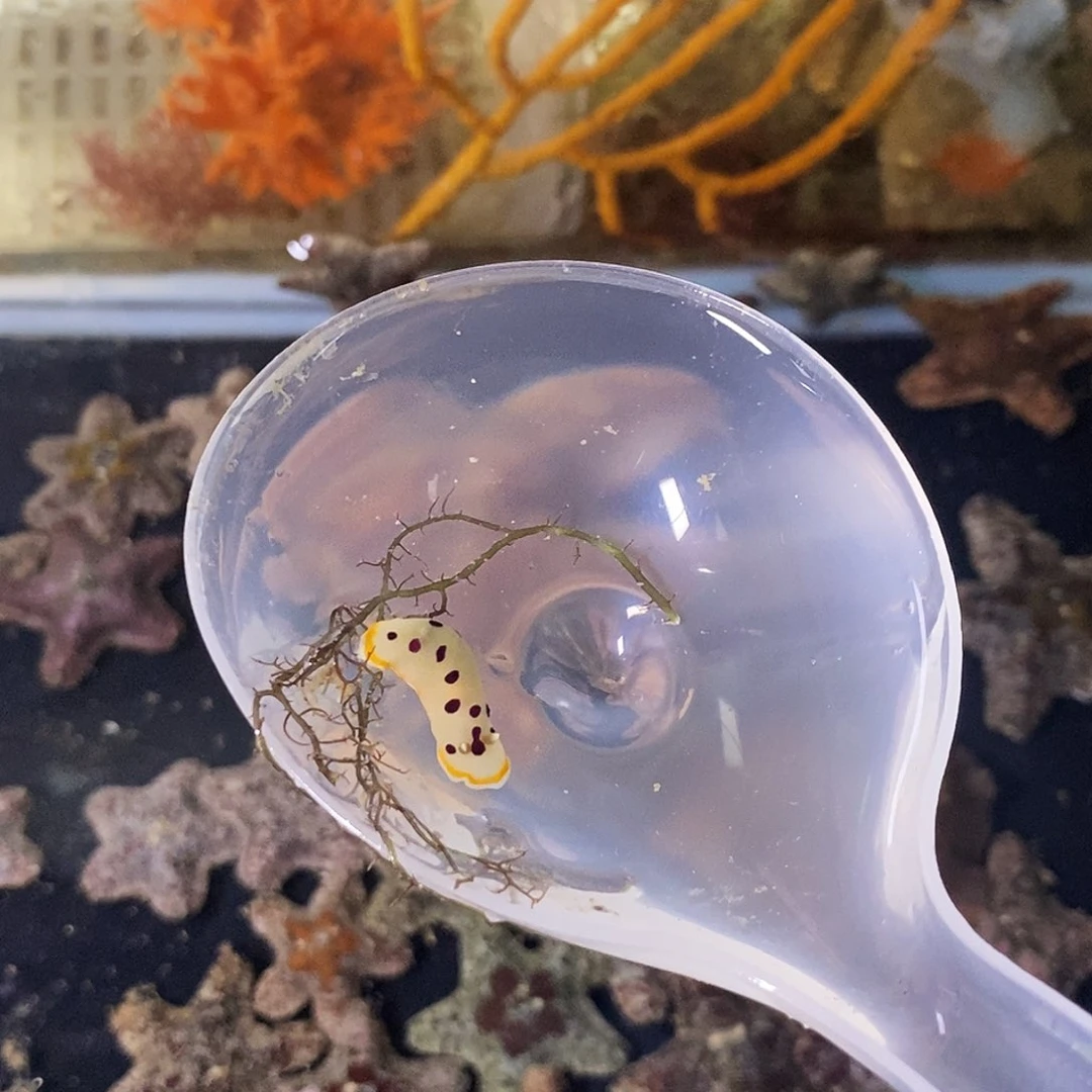 金刚螺小丘彩牛海兔