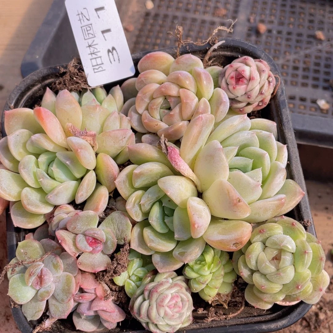多肉植物多肉植物311