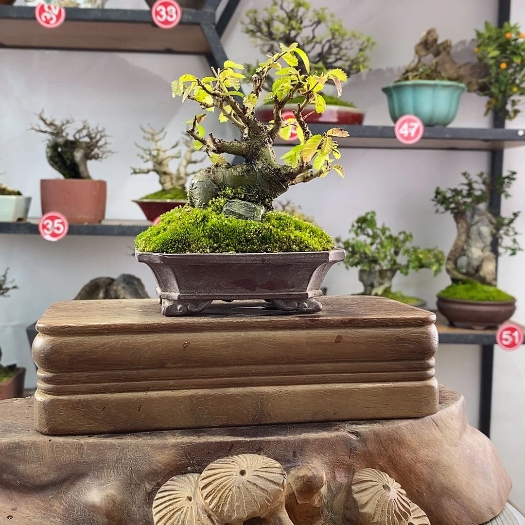 用***9无花朵2122222222222