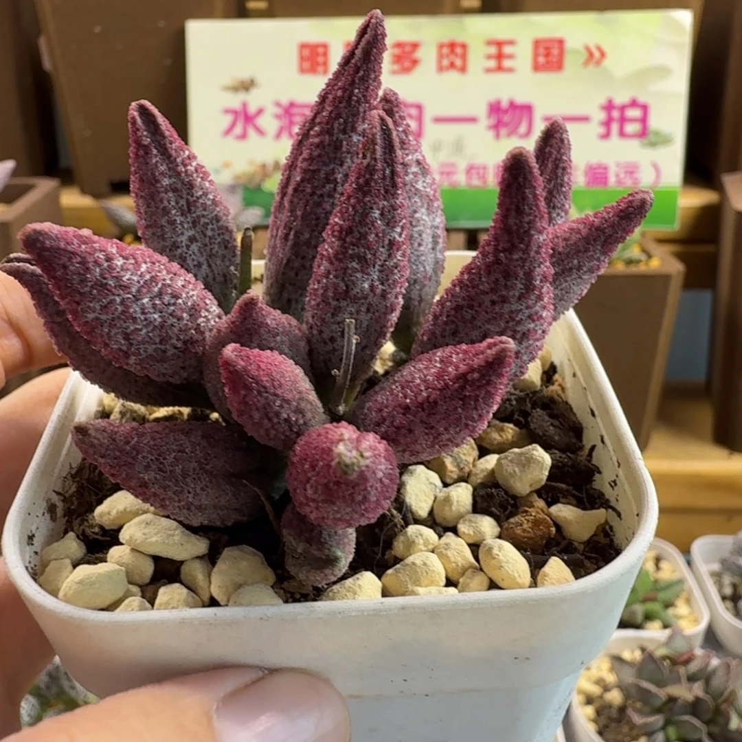 哈默纯红水泡多肉肉
