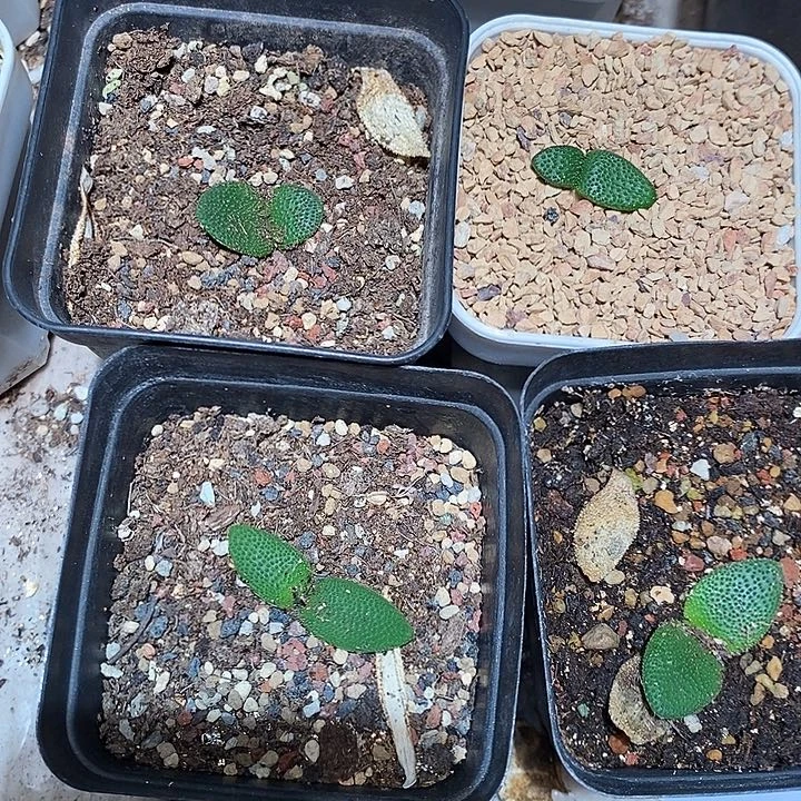 18306。  刺叶茅台百合一盒。