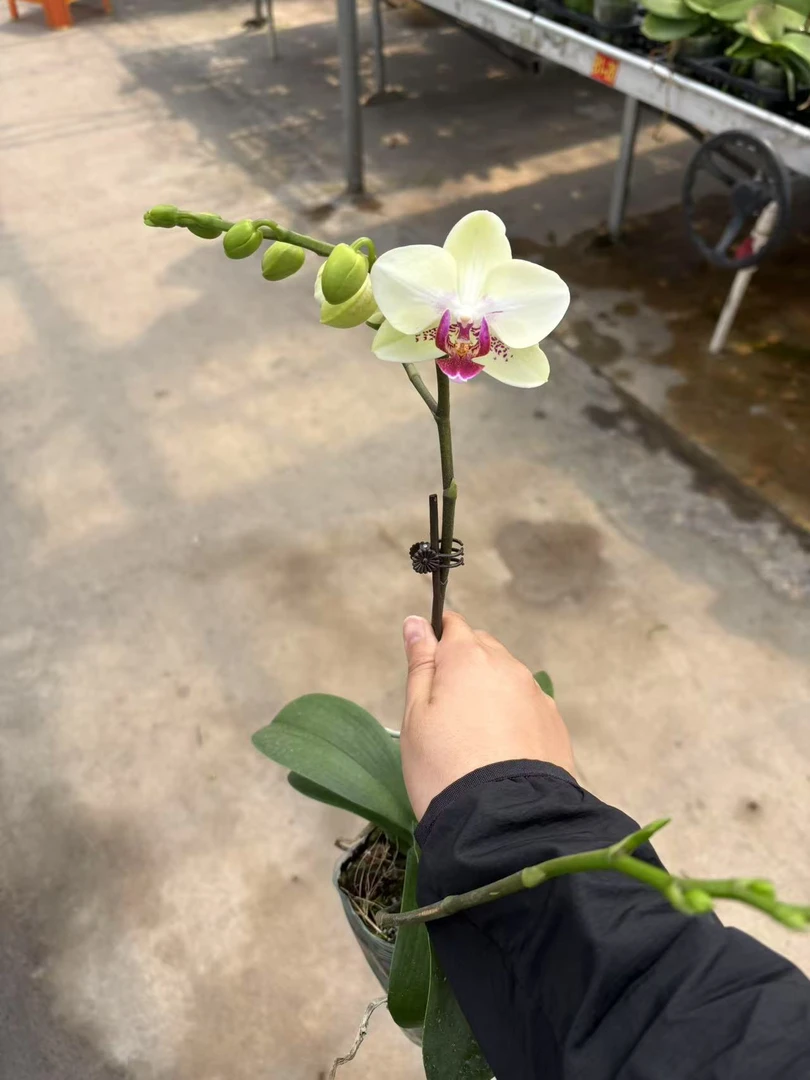 绿熊蝴蝶兰，单颗