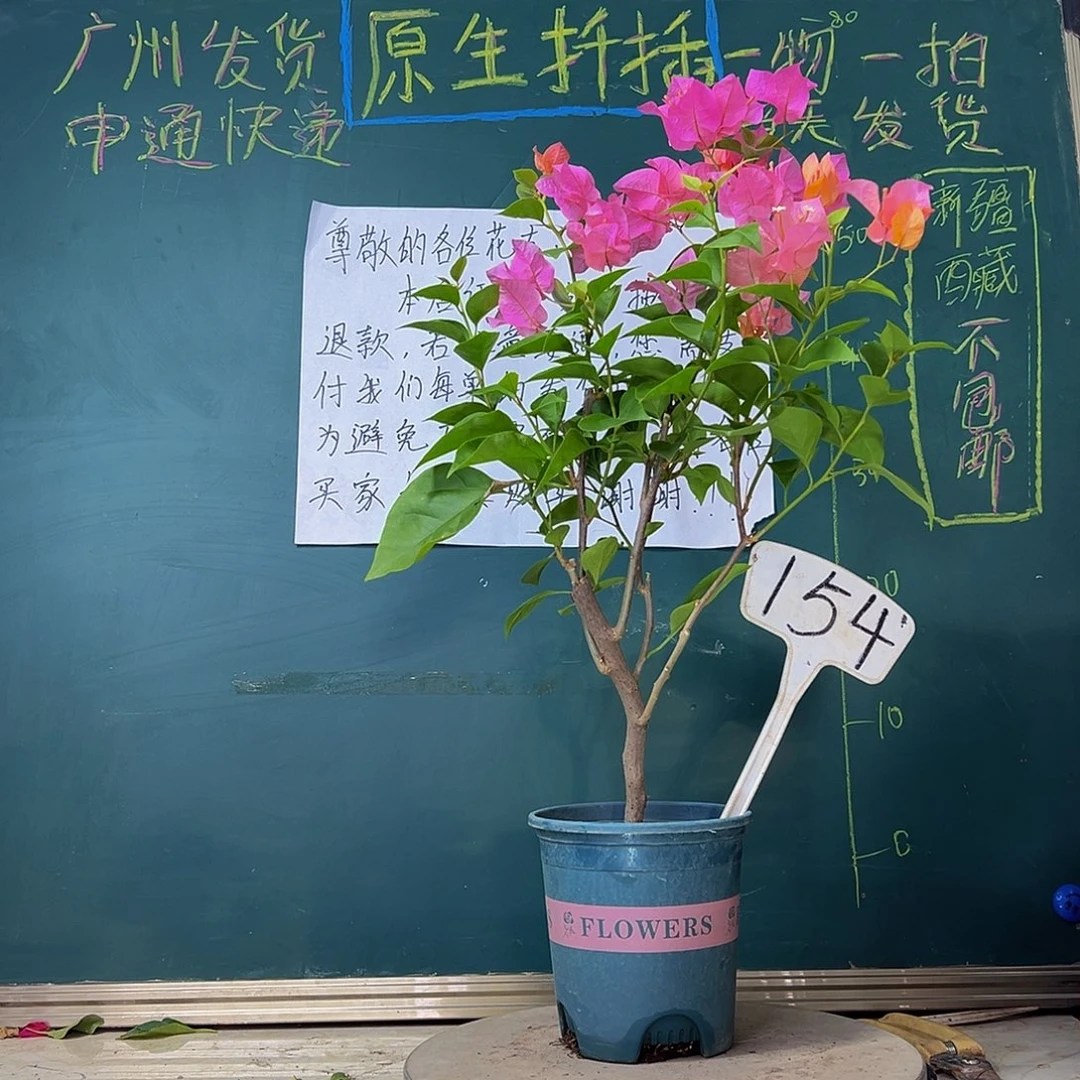 当前无花栽培后可以开花波伊斯玫瑰154