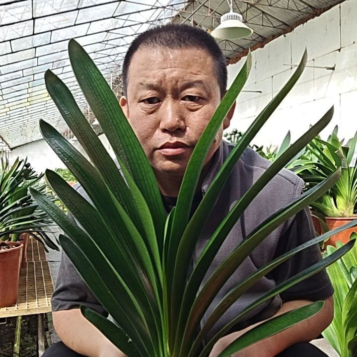 桃****无花朵桃桃     100