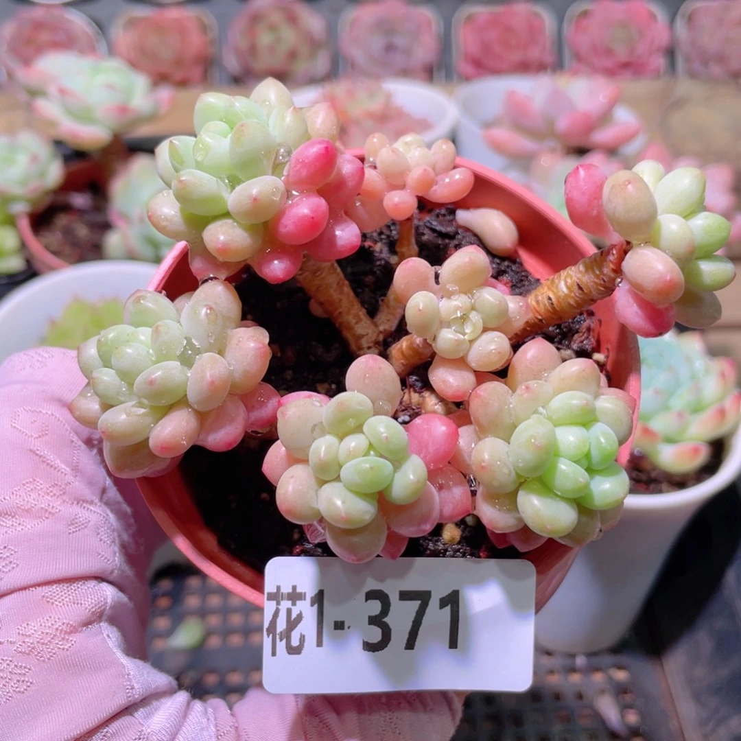花利美1-371洛可可