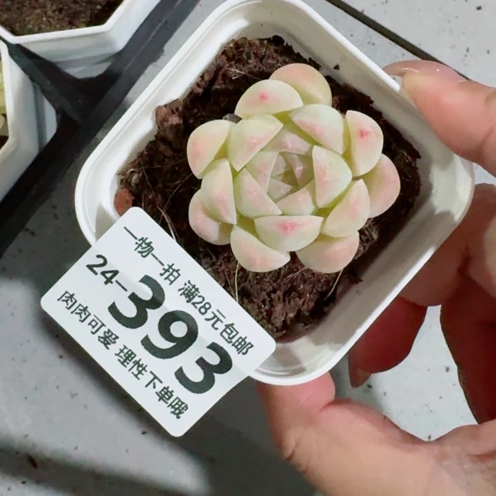 白桃汽水无盆土发货无盆土