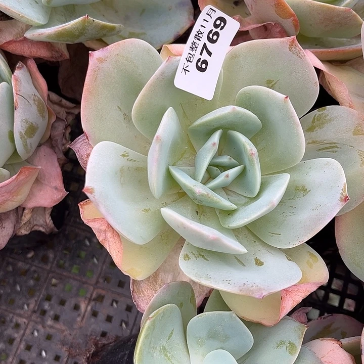 阿雅园艺。        6769白凤