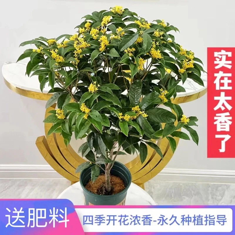 盆栽四季桂花树月月桂开花带香味阳台庭院室内外非常好养花卉绿植