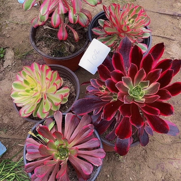 随*飘法师锦多肉108